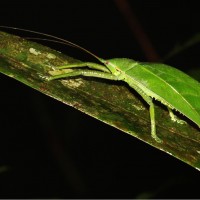 Temnophylloides astridula Henry, 1939